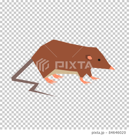 Illustration of Ryukyu shrew Illustration of Ryukyu shrew 84646020