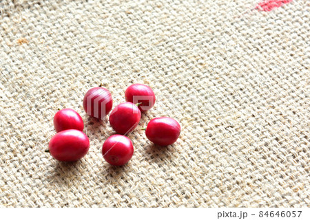 コーヒーの実　珈琲の赤い実　珈琲イメージ　　 84646057