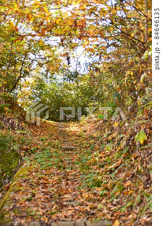 紅葉のトンネル 紅葉のトンネル 84646135