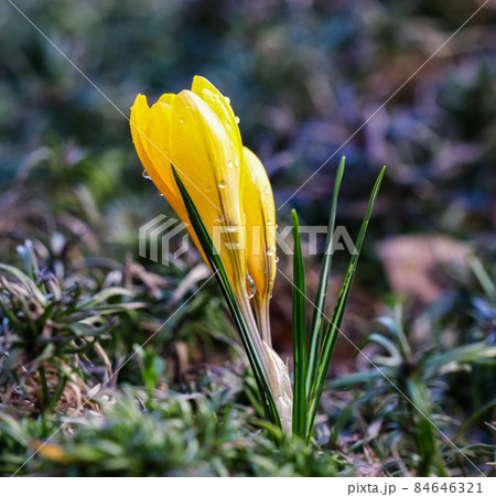 The first yellow crocuses with raindrops in the spring garden. Botanical concept 84646321