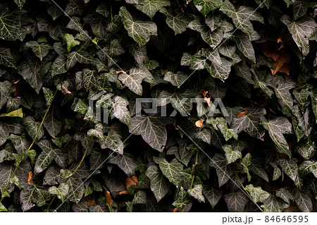 A light limestone wall covered with green ivy leaves after rain. Front view. 84646595