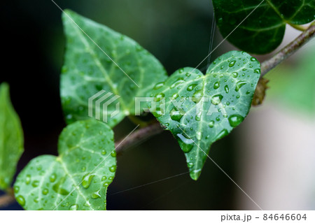 Macro photo of ivy leaf after rain with water drops. Front view. Macro photo of ivy leaf after rain with water drops. Front view. 84646604