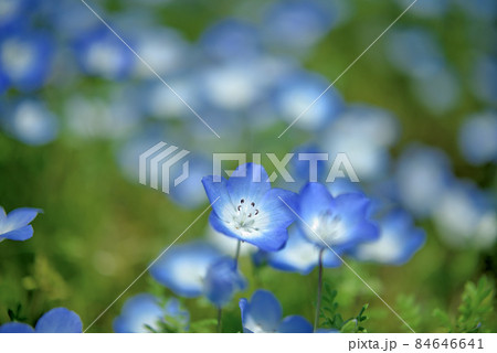 森の妖精ネモフィラ 84646641