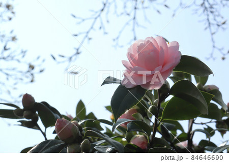青空と淡いピンクの椿 1 84646690