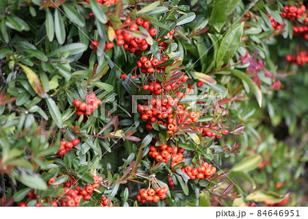ピラカンサの実 ピラカンサの実 84646951