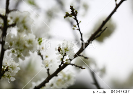 花 フラワー お花 84647387