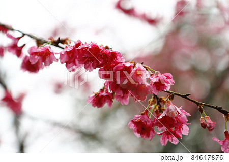 桜 さくら サクラ 84647876