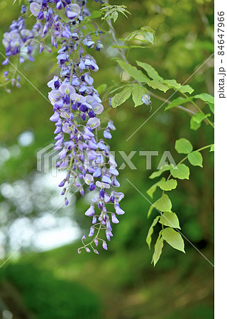 フジの花 84647966