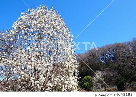 コブシの花 84648193