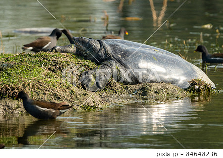 Indian softshell or Ganges softshell turtle a vulnerable species portrait with reflection basking sun in winter season of keoladeo national park or bharatpur rajasthan India - Nilssonia gangetica 84648236