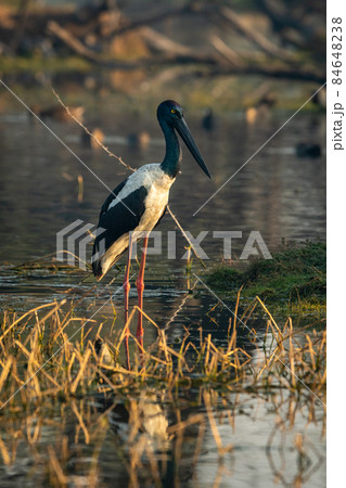 female Black necked stork portrait in early moning winter light with scenic background shallow water at keoladeo national park or bharatpur bird sanctuary rajasthan india - Ephippiorhynchus asiaticus 84648238
