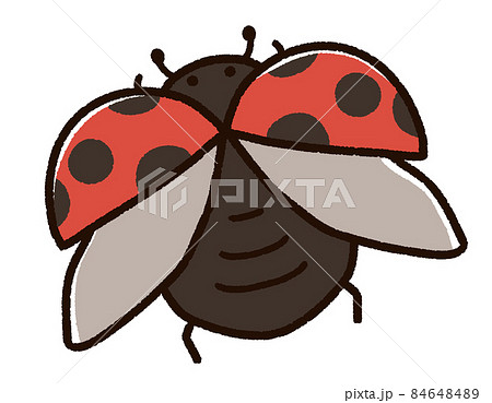 Ladybugs Coccinella Septempunctata Stock Illustration