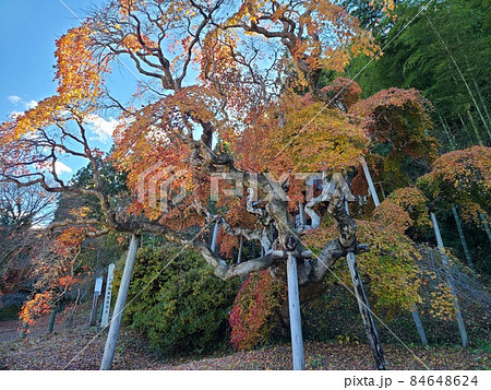 国の天然記念物「中釜戸のシダレモミジ」 国の天然記念物「中釜戸のシダレモミジ」 84648624