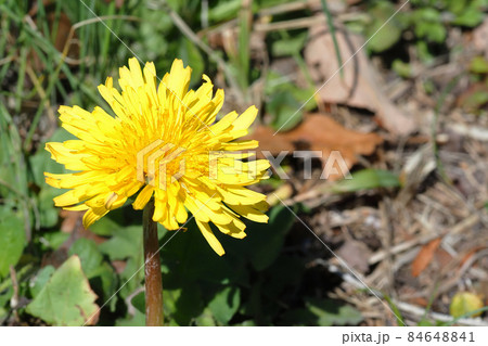 カントウタンポポの花 カントウタンポポの花 84648841