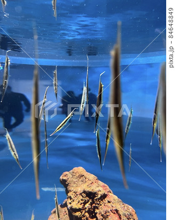 逆さのその先に 84648849