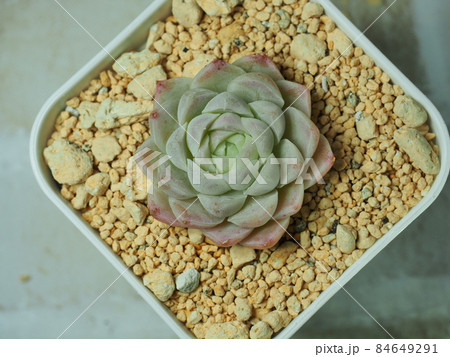 多肉植物ヒューミリス 84649291