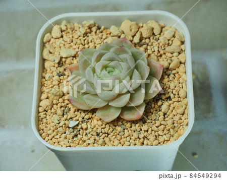 多肉植物ヒューミリス 多肉植物ヒューミリス 84649294