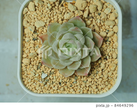多肉植物ヒューミリス 多肉植物ヒューミリス 84649296