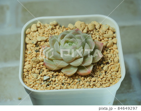 多肉植物ヒューミリス 多肉植物ヒューミリス 84649297