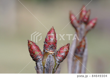 ニシキギの葉痕と芽 ニシキギの葉痕と芽 84649304