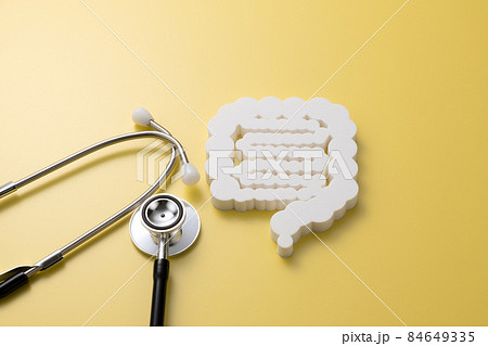 腸の模型　医療イメージ写真　 84649335