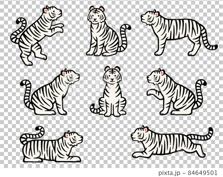Hand-painted white tiger full-body illustration set in various poses Hand-painted white tiger full-body illustration set in various poses 84649501