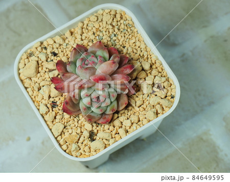 多肉植物アルバビューティーの写真素材 [84649595] - PIXTA