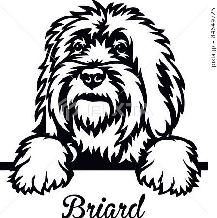 Briard Peeking Dog - head isolated on white Briard Peeking Dog - head isolated on white 84649725