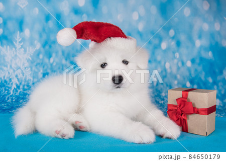 White funny Samoyed puppy dog in red Santa Claus hat with gift White funny Samoyed puppy dog in red Santa Claus hat with gift 84650179