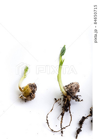 pea sprouts in different growth stage 84650715