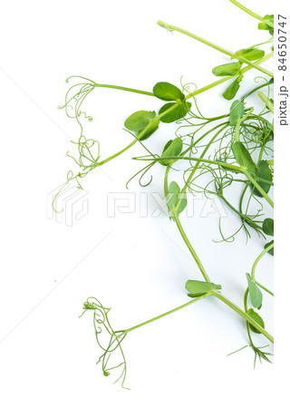 bunch of freshly cut green pea sprouts micro greens 84650747
