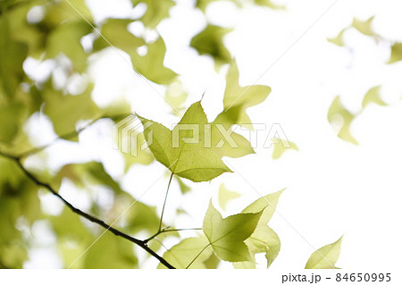 楓 カエデ メープル 84650995