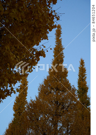 外苑銀杏並木の夜明け 紅葉 外苑銀杏並木の夜明け 紅葉 84651204