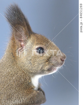 エゾリス 84651269