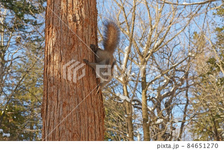 エゾリス 84651270