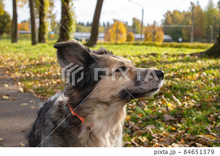 White dog among yellow leaves closeup portrait 84651379