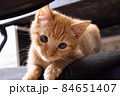 Ginger kitten peeking out on the chair 84651407