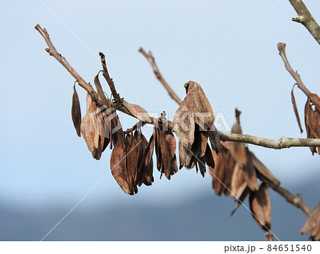 葉を煎じた杜仲茶で知られる「トチュウ」の実 84651540