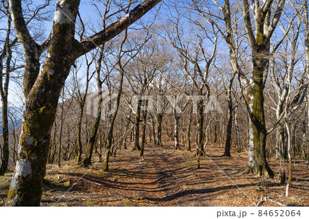 三国山から大洞山へ向かう登山道(山中湖の三国山ハイキングコース) 三国山から大洞山へ向かう登山道(山中湖の三国山ハイキングコース) 84652064