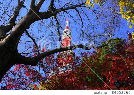 12月 港区1666東京タワーとモミジの紅葉・もみじ谷・港区立芝公園 12月 港区1666東京タワーとモミジの紅葉・もみじ谷・港区立芝公園 84652266