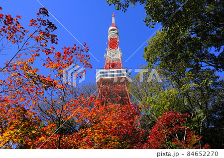 12月 港区1662東京タワーとモミジの紅葉・もみじ谷・港区立芝公園 12月 港区1662東京タワーとモミジの紅葉・もみじ谷・港区立芝公園 84652270