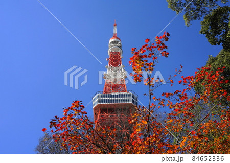 12月 港区1653東京タワーとモミジの紅葉・もみじ谷・港区立芝公園 12月 港区1653東京タワーとモミジの紅葉・もみじ谷・港区立芝公園 84652336