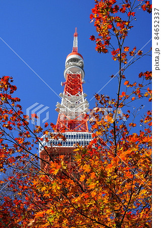 12月 港区1652東京タワーとモミジの紅葉・もみじ谷・港区立芝公園 12月 港区1652東京タワーとモミジの紅葉・もみじ谷・港区立芝公園 84652337