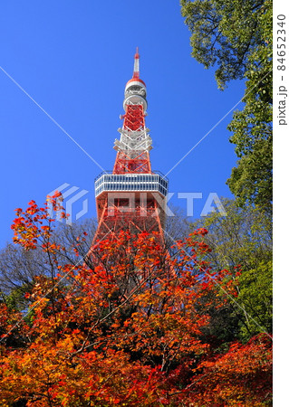 12月 港区1650東京タワーとモミジの紅葉・もみじ谷・港区立芝公園 12月 港区1650東京タワーとモミジの紅葉・もみじ谷・港区立芝公園 84652340
