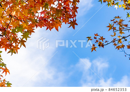 モミジバフウの紅葉と青空 84652353