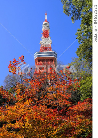 12月　港区1649東京タワーとモミジの紅葉･もみじ谷･港区立芝公園 84652521