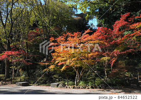 12月 港区1648もみじ谷の紅葉・港区立芝公園 12月 港区1648もみじ谷の紅葉・港区立芝公園 84652522