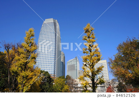 12月　港区1644愛宕グリーンヒルズMORIタワーとイチョウ(銀杏)の黄葉･港区立芝公園 84652526