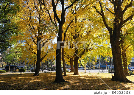 12月　港区1632イチョウ(銀杏)の黄葉(港区立芝公園)･環状3号線 84652538