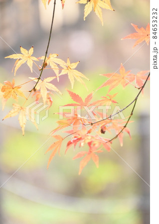 爽やかな秋色背景にモミジ 爽やかな秋色背景にモミジ 84653232